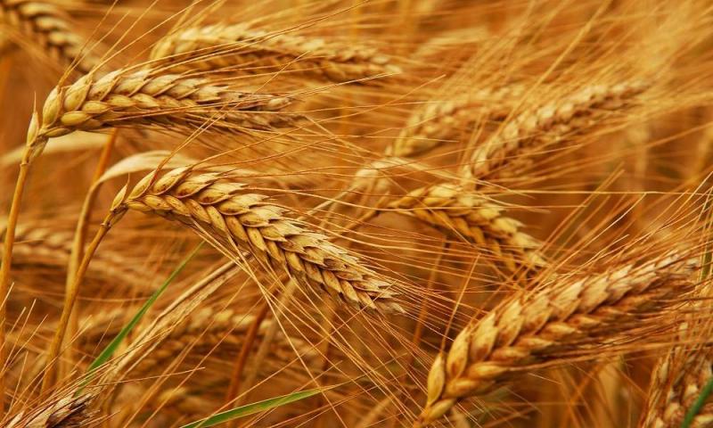 European Wheat Futures Soar on Euronext