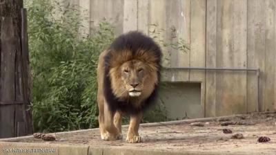 Recovery of Lions and Tigers from COVID-19 at the Washington Zoo