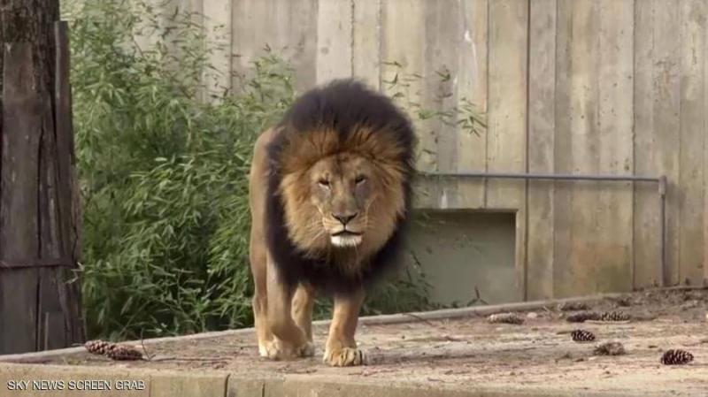 Recovery of Lions and Tigers from COVID-19 at the Washington Zoo