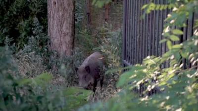 Wild Boars Invade Rome!