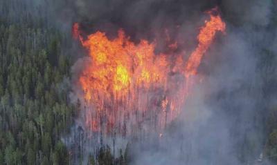 Spider Causes Massive Fire in Utah Forests
