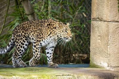 Title: Two Cheetahs Captured; One Still at Large in Residential Area