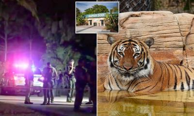 Malaysian Tiger Killed by Police in Florida After Grabbing Zoo Worker’s Arm