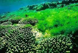 Alarming Disappearance of Seaweed from UK Waters