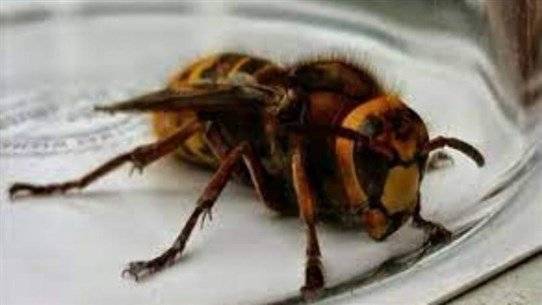 Wasps Threaten Britain