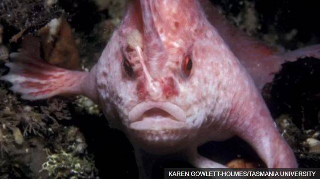 Rare Pink Fish with 