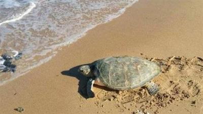 Giant Sea Turtle Causes Concern for the Ministry!
