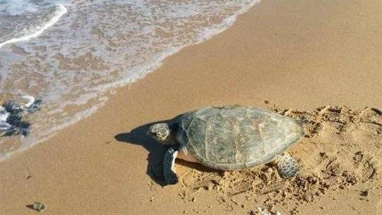 Giant Sea Turtle Causes Concern for the Ministry!