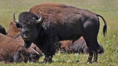 45,000 Volunteers to Kill Bison Bulls