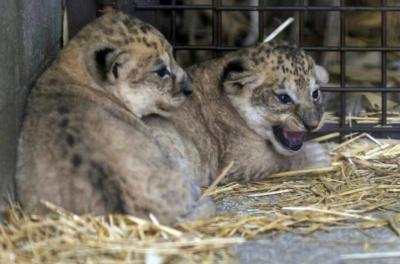 Unexpected Birth of Two African Lion Cubs in a French Zoo