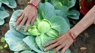 British Farm Looking for Workers: Attractive Salary for Cabbage Picking