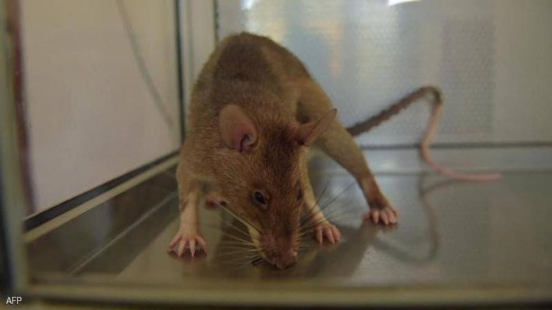 Giant Rats Invade British Homes