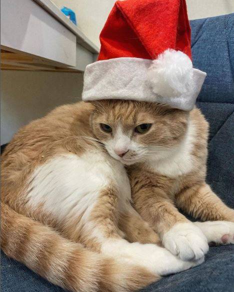 Video: Russian Cat Achieves Over 22 Million Views