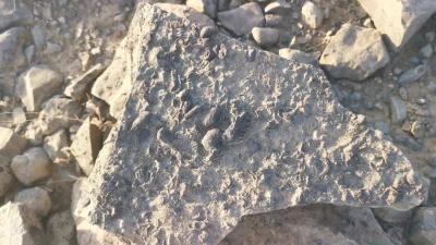 In Jazan... An Outing Leads a Saudi to Discover Valuable Treasure