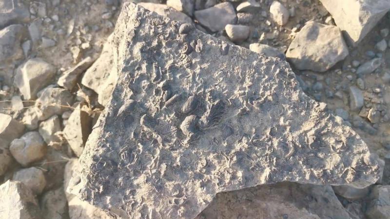 In Jazan... An Outing Leads a Saudi to Discover Valuable Treasure