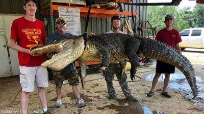 Surprise Found in the Belly of a Giant Crocodile: An Invention Dating Back Thousands of Years