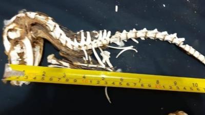 Large Teeth and Strong Jaw: Libyan Discovers Dinosaur in the Desert