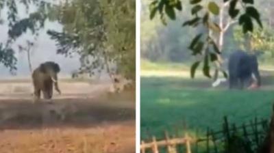 Terrifying Video of an Elephant Chasing an Indian Man and Goring His Face