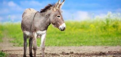 Algerian Security Arrests Network Selling Donkey and Mule Meat
