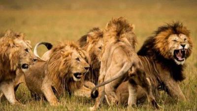 Lions Devour 3 Children, Leaving Only Their Skulls