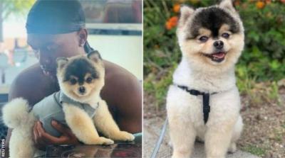 Liverpool Striker Ordered to Pay $30,000 Due to His Dog