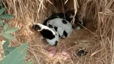 Title: A Dog and Her Puppies Rescue a Newborn from Cold and Predators