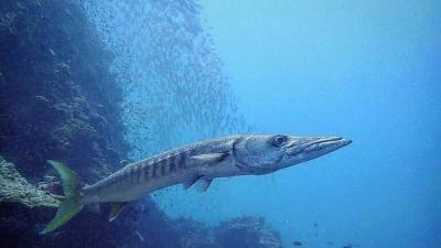 Dangerous Fish Appears in the Red Sea and Authorities Clarify