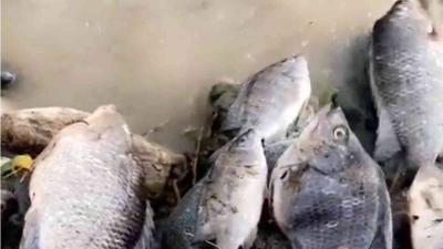 In Saudi Arabia: Fish Appear in Rainwater Floods
