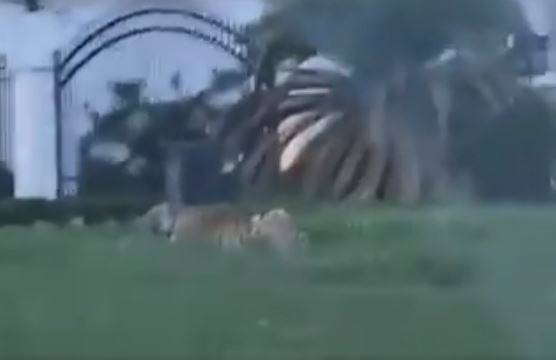 Bengal Tiger Eats Zookeeper!