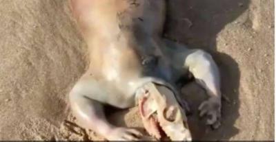 "Alien Creature" Found on the Beach Leaves Many Confused