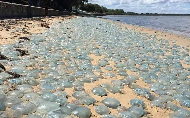 # How to Treat a Jellyfish Sting?