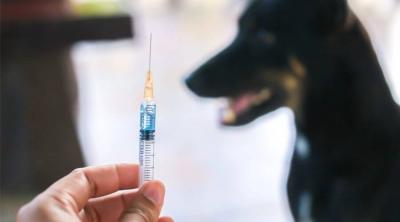 Syria: Significant Increase in Rabies Cases and Severe Vaccine Shortage