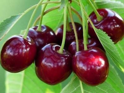 One Cherry from Japan Costs Approximately $300!