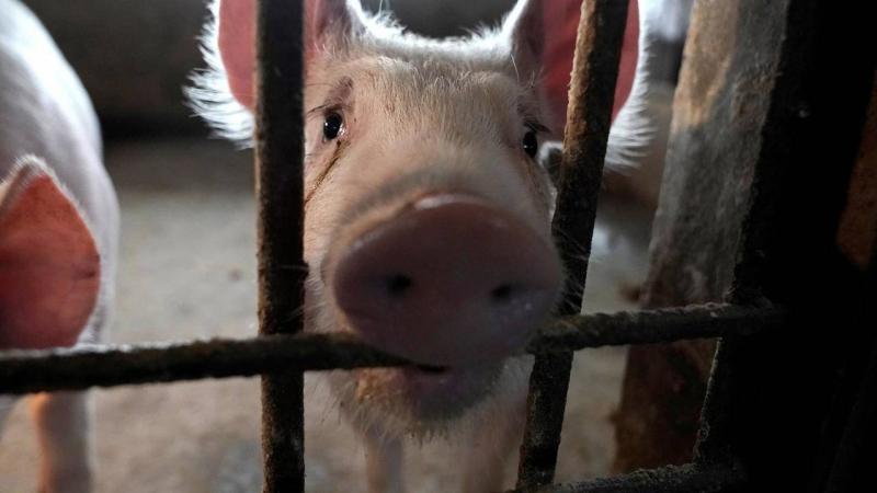 African Swine Fever Outbreak in Hong Kong Leads to Culling of Nearly 3,000 Pigs
