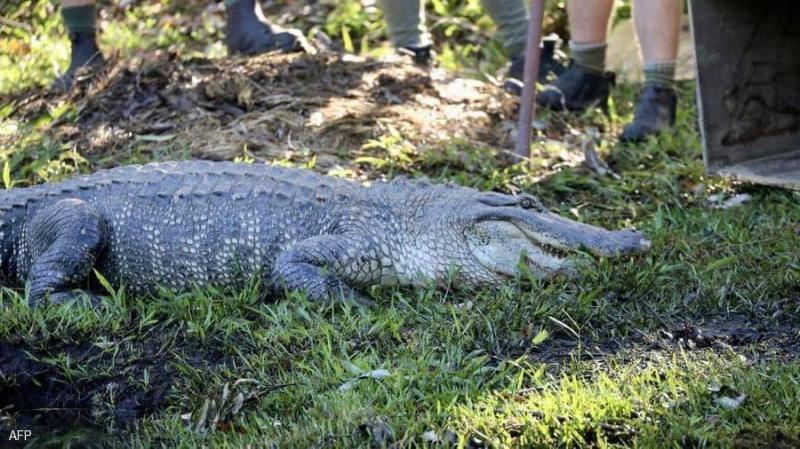 Brave Grandma Saves Friend from Giant Crocodile Attack