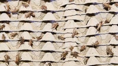 Are Insects Edible?