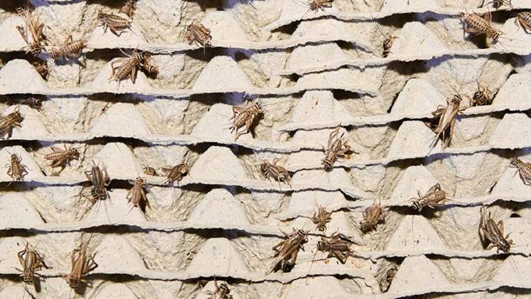 Are Insects Edible?