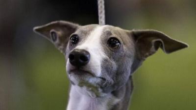 Discovery of the First Case of Monkeypox Transmitted from Human to Dog