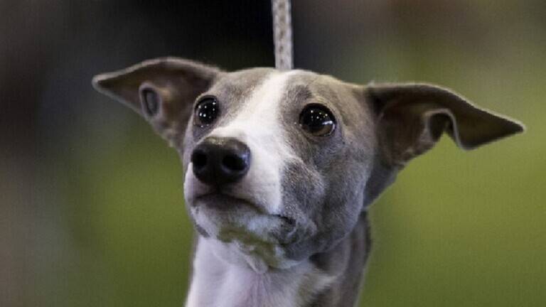 Discovery of the First Case of Monkeypox Transmitted from Human to Dog