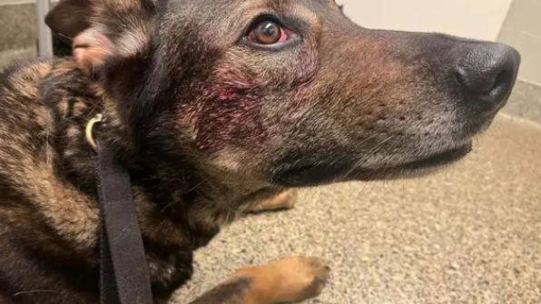 California: Man Bites Police Dog Used by Officers to Arrest Him