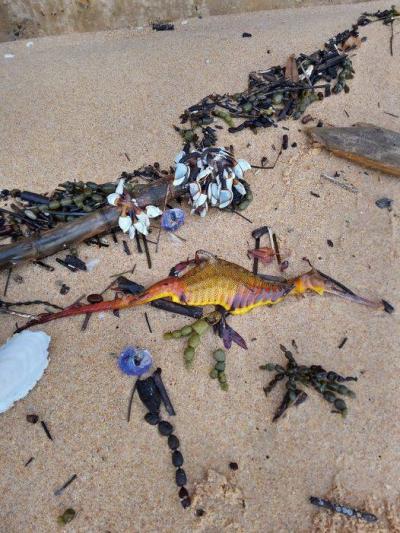 Strange Creature with "Wonderful" Colors Discovered on Australian Beaches