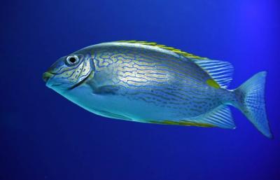 Warning About a Fish in the Mediterranean: One Can Kill 100 People