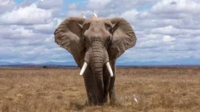 Title: Researcher Killed in Horrific Incident: Trampled by Elephant