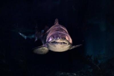 Shark Attacks on Humans Increase During Full Moon