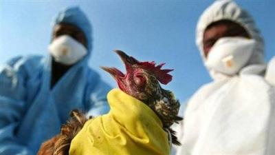 Revealing the Cause of Increased Cases of Avian Influenza