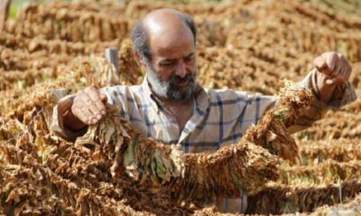 Disease Sweeps Tobacco in Akkar!