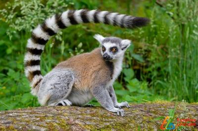 Lemurs Share Similarities with Humans in Marriage and Attachment