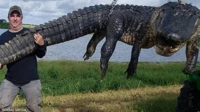 Hunted for 80 Years: The Capture of the Largest Alligator Ever