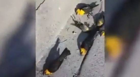 Mystery Phenomenon in Mexico: Hundreds of Birds Fall from the Sky