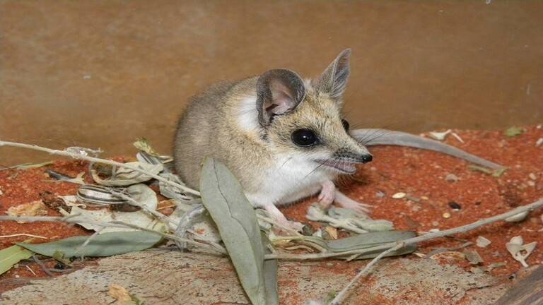Wild Cats Almost Eliminate Indigenous Mice on Kangaroo Island